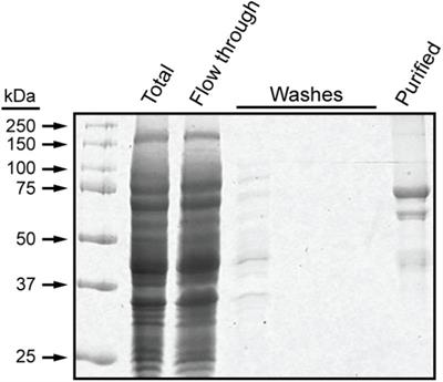 Direct Determination of the Site of Addition of Glucosyl Units to Maltooligosaccharide Acceptors Catalyzed by Maize Starch Synthase I